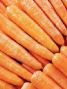 chinese fresh carrot1