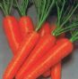 fresh vegetable-carrot